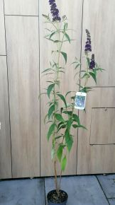 Nyári orgona  BUDDLEJA DAVIDII FAJTÁK K3