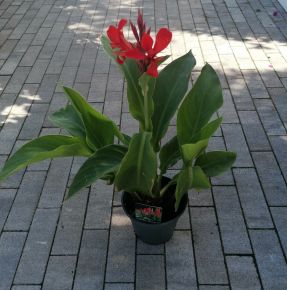 Kerti kannavirág CANNA IN CULTIVARS CS17