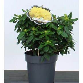 Havasszépe     RHODODENDRON GOLDKRONE 30/40 K5