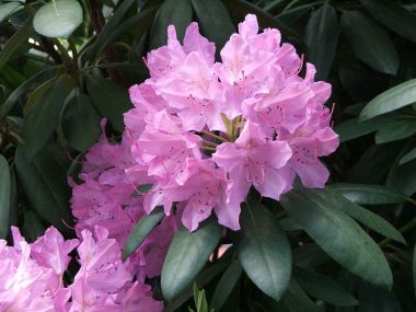 Havasszépe     RHODODENDRON CATAWBIENSE 25/30 K3