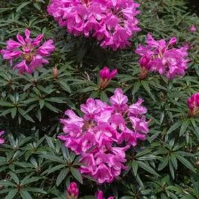 Havasszépe  RHODODENDRON GRAZIELLA 60/70 K12
