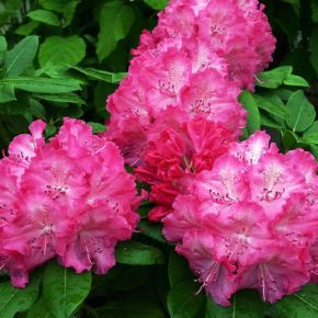 Havasszépe   RHODODENDRON GERMANIA 60/80 K15