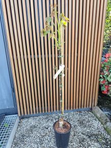 Piros bélű dió JUGLANS REGIA RED RIEF 100/125 K6