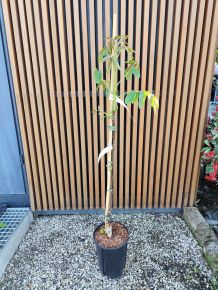 Piros bélű dió JUGLANS REGIA RED PHANTOM 60/80 K6