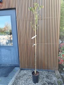 Óriás termésű dió JUGLANS REGIA LANGE VAN LOD 150/175 K6 