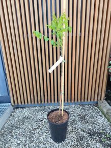 Fekete dió JUGLANS NIGRA 60/80 K6
