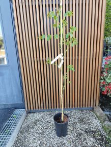 Óriás termésű dió JUGLANS REGIA LANGE VAN LOD 100/125 K6 