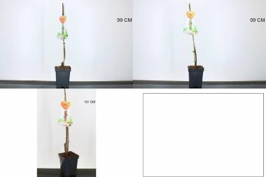 Törpe almafa  MALUS DOMESTICA (OSZLOPOS) 70/90 K5
