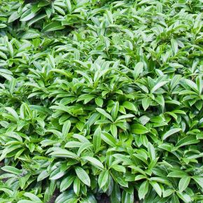 Közönséges babérmeggy   PRUNUS LAUROCERASUS MOUNT VERNON 30CM K3