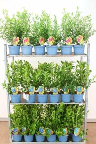 Kék áfonya  VACCINIUM CORYMBOSUM 40/60 K4