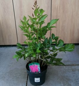 Kínai tollbuga  ASTILBE FAJTÁK K2