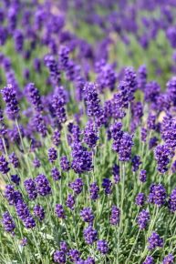 Levendula  LAVANDULA ANGUSTIFOLIA ESENCE PURPLE 35/45 K7,5