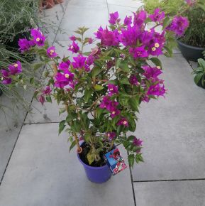 Murvafürt   BOUGAINVILLEA DANIA 60/65 CS17