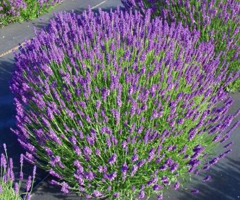 Levendula  LAVANDULA ANGUSTIFOLIA DARF BLUE CS27