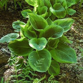 Árnyékliliom  HOSTA FRANCES WILLIAMS CS17