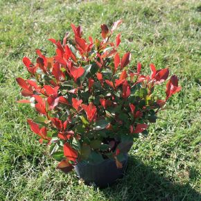 Örökzöld korallberkenye  PHOTINIA FRASERI LITTLE FENNA K2