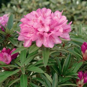 Havasszépe     RHODODENDRON GRAZIELLA 20/30 K2,5