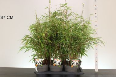 pázsitszegfű  ARMERIA MARITIMA ROSEA CS13