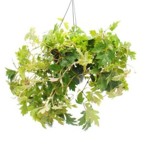 Kúszóka CISSUS ELLEN AKASZTÓS KASPÓBAN