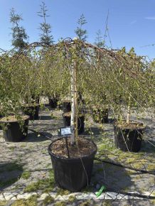 Szomorú nyír BETULA PENDULA YOUNGII T120 K90