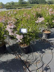 Törpe orgona SYRINGA MEYERI PALIBIN 50/60 K15