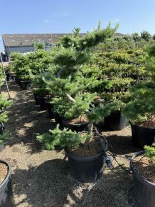 Japán vörösfenyő bonsai  LARIX KAEMPFERI BONSAI S FORMA 125+ K55