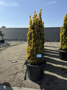 Oszlopos arany tiszafa  TAXUS BACCATA STANDISHII 120/140 K90