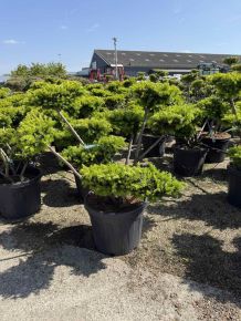 Közönséges tiszafa TAXUS MEDIA FARMEN 80/100 BONSAI K45