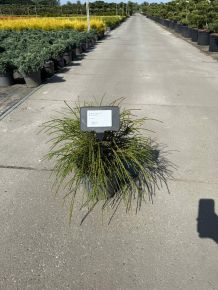 Fonalas tuja THUJA PLICATA WHIPCORD 40/50 K7,5