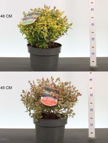 Nagyvirágú tárnicslonc     ABELIA GRANDIFLORA MIX 20/25 K5