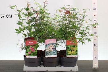 Japán juhar    ACER PALMATUM FAJTÁK 30/40 CS15