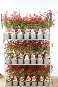 Japán juhar    ACER PALMATUM ATROPURPUREUM 60/70 K3,5