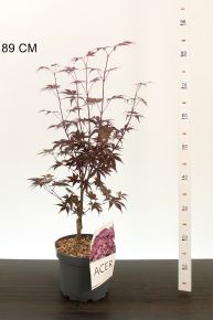 Japán juhar    ACER PALMATUM BLOODGOOD 50/60 K4