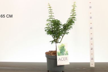 Japán juhar    ACER PALMATUM SHISHIGASHIRA 50CM K4