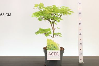 Japán juhar    ACER PALMATUM SHIRASAWANUM AUREUM 30/40 K4