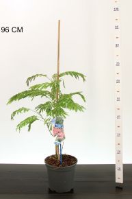 Selyemakác  ALBIZIA JULIBRISSIN OMBRELLA 40/50 CS19