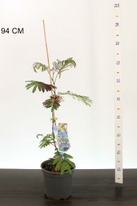 Selyemakác   ALBIZIA JULIBRISSIN SUMMER CHOCOLATE 40/50 CS19