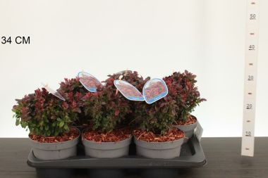 Japán vérborbolya     BERBERIS THUNBERGII BAGATELLE 20/25 K2