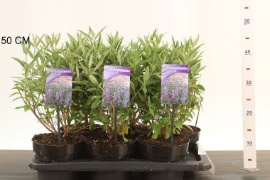 Angol kékszakáll  CARYOPTERIS CLANDONENSIS THETIS 25/30 K2