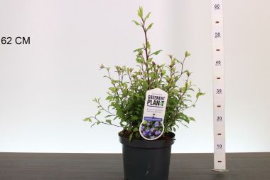 Tarackoló kékgyökér CERATOSTIGMA WILLMOTTIANUM 30/40 K3,5
