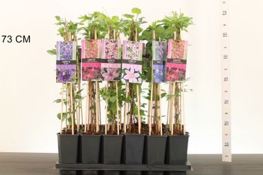 Iszalag FAJTÁK    CLEMATIS HYBRIDEN FAJTÁK 65CM CS14