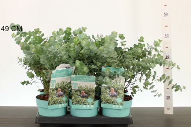 Havasi eukaliptusz    EUCALYPTUS PULVERULENTA BABY BLUE 15/20 CS15