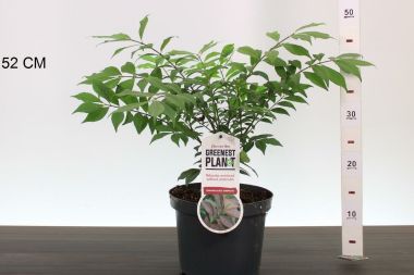 Szárnyas kecskerágó    EUONYMUS ALATUS COMPACTUS 30/40 K3,5