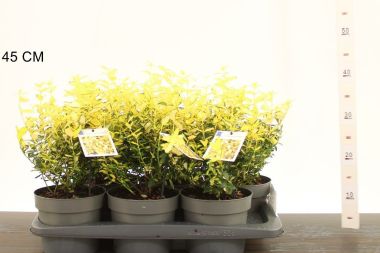 Repkény kecskerágó   EUONYMUS FORTUNEI BLONDY 20/30 CS17