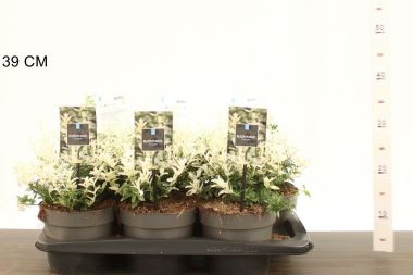 Repkény kecskerágó   EUONYMUS FORTUNEI HARLEQUIN K2