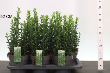 Japán kecskerágó   EUONYMUS JAPONICUS GREEN SPIRE 35/40 CS17