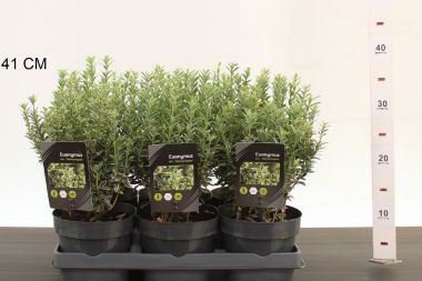 Japán kecskerágó   EUONYMUS JAPONICUS MICROPHYLLUS ALBOVARIEGATUS 20/25 CS15
