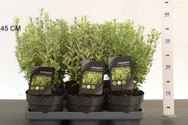 Japán kecskerágó   EUONYMUS JAPONICUS MICROPHYLLUS AUREOVARIEGATUS 20/25 CS15