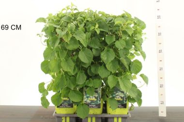 Kúszó hortenzia    HYDRANGEA ANOMALA PETIOLARIS 40CM K2
