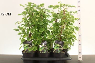 Kúszó hortenzia    HYDRANGEA ANOMALA MIRRANDA 40/50 CS17